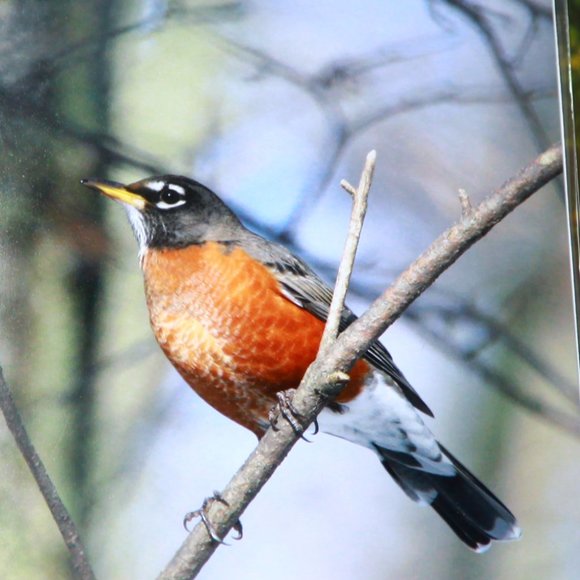 American Robin 8" x 10" Fine Art Photography Print - Picture 2 of 3